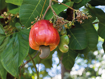 Cashew-nature-400x300.jpg